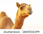 Camel portrait from al dhafra...