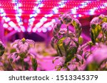 Special LED lights belts above basil herb in aquaponics system combining fish aquaculture with hydroponics, cultivating plants in water under artificial lighting, indoors