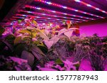 Various herbs and vegetables grow under special LED lights belts in aquaponics system combining fish aquaculture with hydroponics, cultivating plants in water under artificial lighting, organic food 