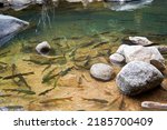 Small photo of Antimony fish living at Namtok Phlio, a Beautiful waterfall located in Chantaburi province