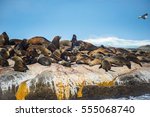 Cape Fur Seals At Duiker Island ...
