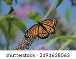 Small photo of A viceroy butterfly enjoying the nectar of a plant.