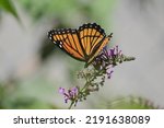Small photo of A viceroy butterfly enjoying the nectar of a plant.