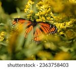 Small photo of A viceroy butterfly enjoying the nectar of a flower