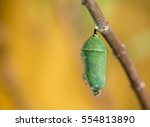Monarch Butterfly Pupae Covered ...