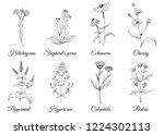 medicinal herbs. wild healing... | Shutterstock .eps vector #1224302113