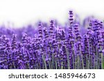 Field Of Lavender  Lavandula...
