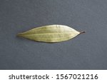 Small photo of leaf of Cinnamomum verum, also called true cinnamon tree or Ceylon cinnamon tree