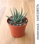 Small photo of Aloe aristata, dotty leaves plant, mini houseplant on wooden background