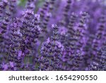 Field Of Lavender  Lavandula...