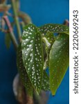 Small photo of Begonia "Angel Wing", decorative house plant with dotty leaves