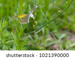 Yellow And Gray Butterfly On A...