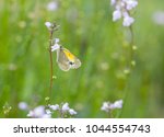 Dainty Sulphur Butterfly Posing ...