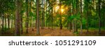 Panorama Of A Forest With The...