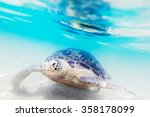 Turtle at Hikkaduwa beach. Sri Lanka