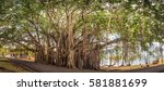 Big Banyan Tree. Mauritius...