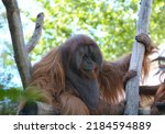 A Male Orangutan Sits On A Tree ...
