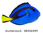 Blue Tang, Regal Tang isolated on white background. (Paracanthurus Hepatus)