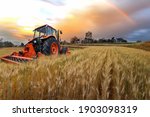 Tractor working on the  rice fileds barley farm at sunset time, modern agricultural transport.