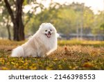 Small photo of A white Japanese Spitz dog standing among yellow flowers .The distinguishing feature of this species is loyal playful and smart