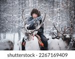 Small photo of Tsagaannuur, Hovsgol,Mongolia 07 January 2023 :Reindeer herding in Mongolia is an ancient tradition practiced by the Dukha people, who rely on their domesticated reindeer for transportation