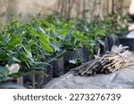 Small photo of Vanilla plants are propagated from stem cuttings rather than seeds. Obtain healthy cuttings from a reputable source or from a mature vanilla plant.