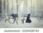 Small photo of eindeer herding in Mongolia is an ancient tradition practiced by the Dukha people, who rely on their domesticated reindeer for transportation, food, and clothing.
