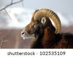 big mouflon male wearing its winter fur