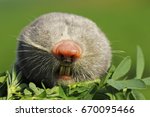 Small photo of portrait of lesser mole rat ( Spalax leucodon )