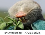 Small photo of macro portrait of lesser mole rat ( Spalax leucodon ) showing large teeths