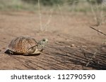 Wild Desert Ornate Box Turtle...