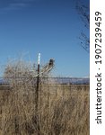 Small photo of Vertical image nature object shrub as uprooted dry invasive inescapable vegetation plant root, Russian Thistle, tumbleweed, witchweed stuck on and impaled at rural fence post in arid winter landscape
