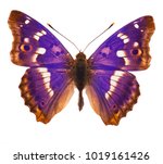 Purple Emperor Butterfly ...
