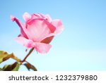 rose in the autumn and blue sky | Shutterstock . vector #1232379880