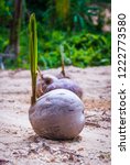 Baby Coconut Palm Growing From...