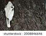 Horse Skull By The Trunk Of A...
