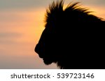 Huge Male Lion Silhouette