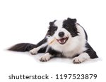 Young border collie dog with...