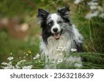 Border collie in nature...
