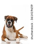 Boxer Dog On White Free Stock Photo - Public Domain Pictures