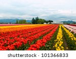 Tulip Field With Colorful Rows...