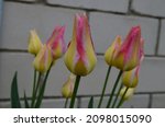 Small photo of Blooming yellow and pink tulips, Tulipa 'Antoinette'