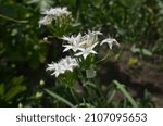 Small photo of Blooming Plummer's onion, scientific name Allium plummerae