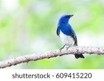 Small photo of Zappey's flycatcher (Cyanoptila cumatilis) is a songbird in the Old World flycatcher family Muscicapidae. It was formerly considered to be conspecific with the blue-and-white flycatcher.