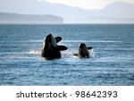 A Mother And Calf Orca Breach...