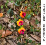 Small photo of Chorizema cordatum, heart-leaf flame peas a flowering plant of the pea family, endemic to gravelly or loamy soils in eucalyptus forests, in south western parts of Western Australia flowers in spring