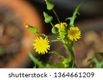 Small photo of A common Australian pasture weed Common Sow thistle Asteraceae Sonchus oleraceus has pretty double yellow flowers in spring to summer with fluffy thistle head seeds forming after the petals fall.
