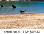 Small photo of Glen Mervyn Dam is 18km south of Collie , Western Australia and is a popular waterskiing,swimming and fishing spot in summer where camping is permitted on the western shore of the dam and horses swim.