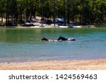 Small photo of Glen Mervyn Dam is 18km south of Collie , Western Australia and is a popular waterskiing,swimming and fishing spot in summer where camping is permitted on the western shore of the dam and horses swim.