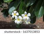 Small photo of Evergreen frangipani, Plumeria obtusa are tropical trees growing to 5m with alluring, fragrant, ivory flowers with smooth, recurved petals and glossy, deep-green, paddle-shaped leaves with a round tip